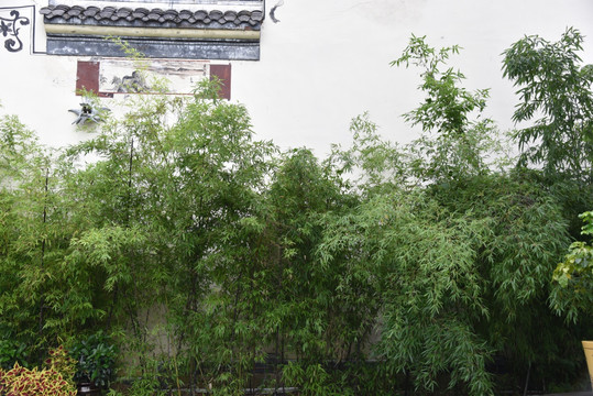 竹林