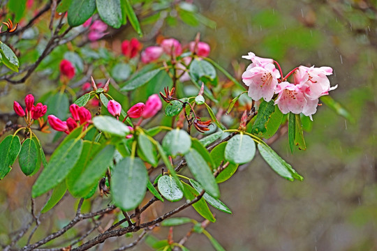 杜鹃花 红杜鹃