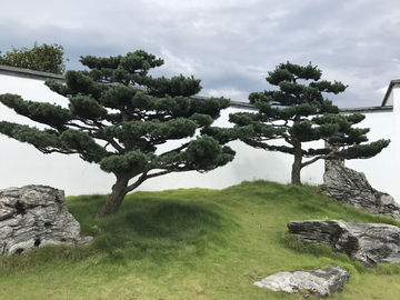 迎客松 松树 松柏 背景墙图片