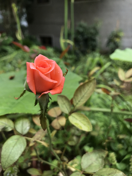 玫瑰花摄影图片