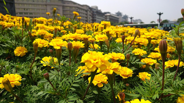 野菊花