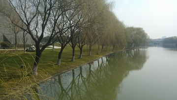 河边杨柳