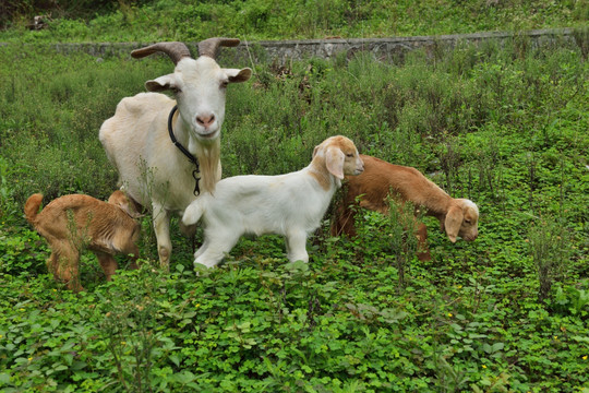 羊 山羊 羊羔与母亲