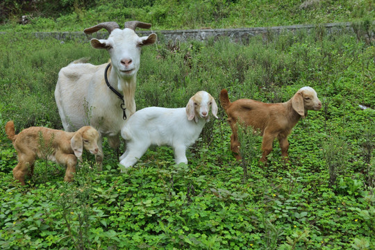 羊 山羊 羊羔与母亲