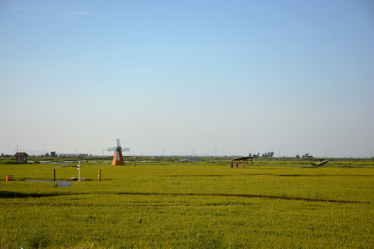 稻田中的一景