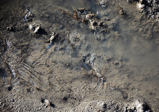 泥塘中的小河蟹
