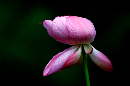 雨荷