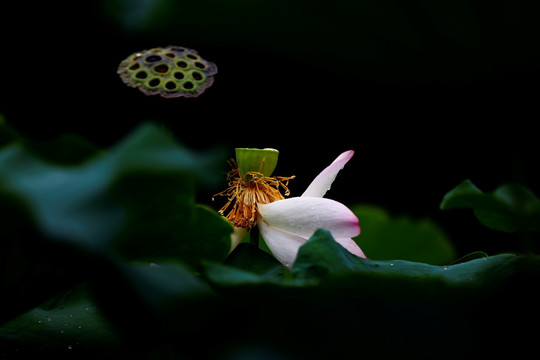 雨荷