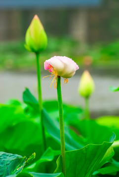 荷花