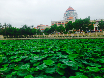 荷花池 厦门大学 南普陀