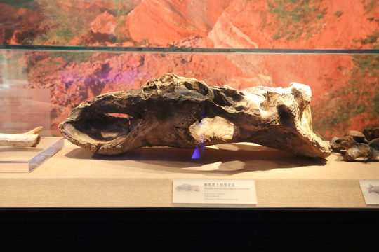 披毛犀上颚骨化石