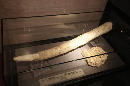 古菱齿象门牙化石