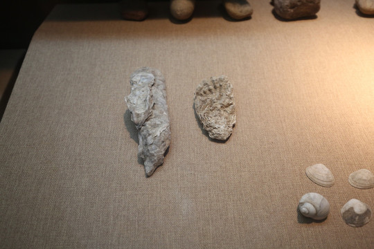 海蛎子化石