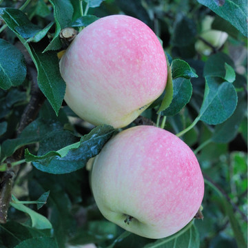 苹果种植管理素材照片