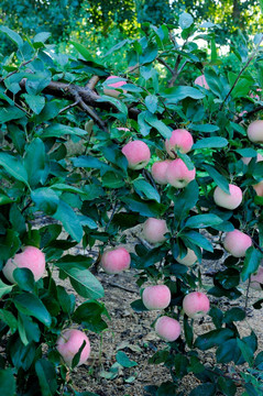结满果实的苹果树