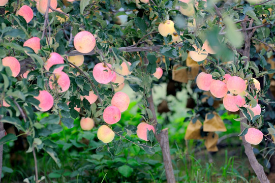苹果种植管理