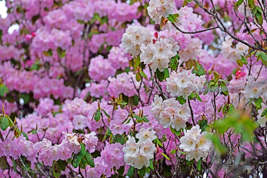 杜鹃花 花海