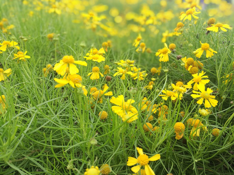 三色堇 黄花 花草 花丛 花圃