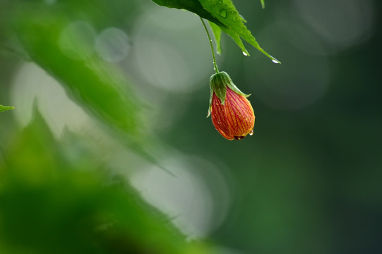 金玲花