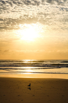 澳大利亚黄金海岸沙滩