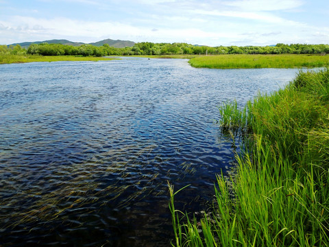 夏季河流湿地