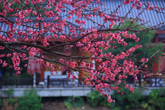 橘子洲梅花