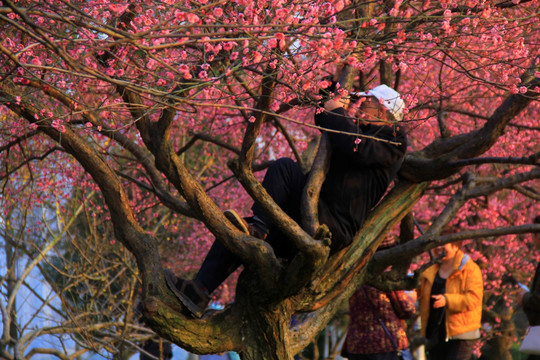摄影师爬树拍梅花