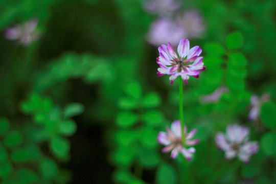 紫云英草籽花