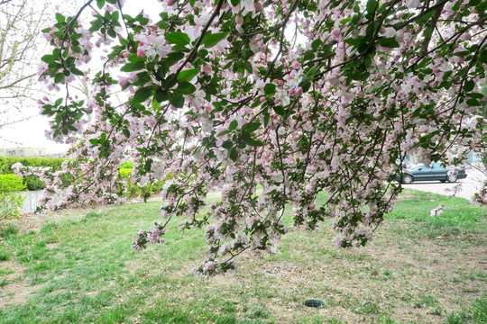 西府海棠 满树花开