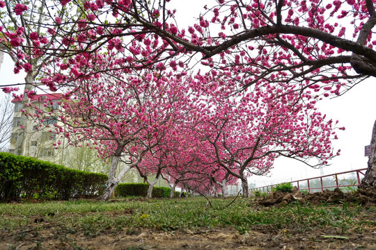 桃树 桃林 桃花