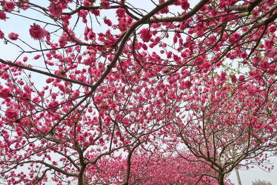 桃树 桃林 桃花