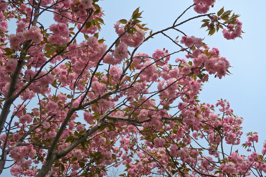 红叶樱花