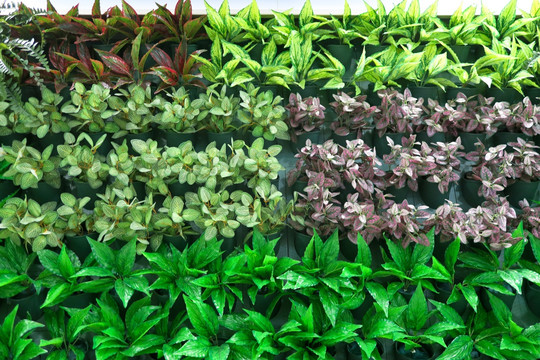 植物墙 绿植墙