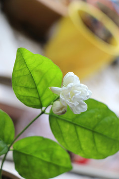 茉莉花枝
