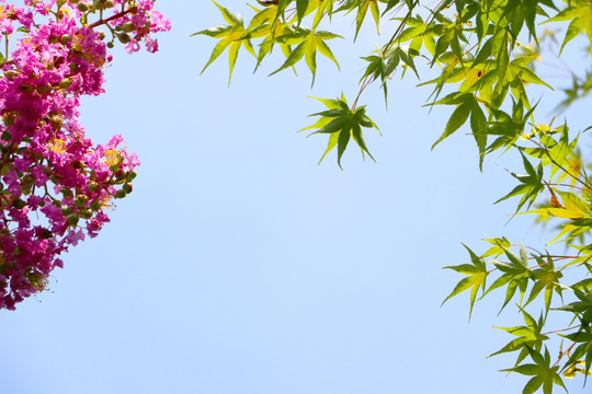 花绿叶背景素材