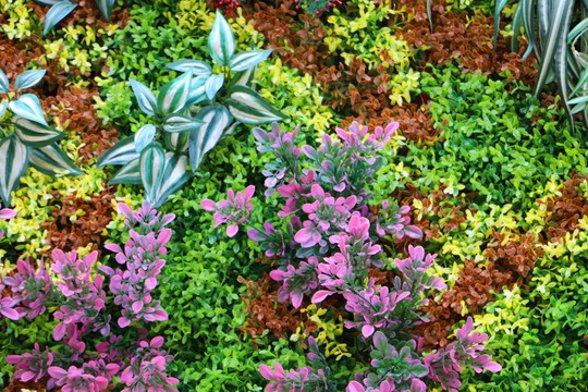 植物花墙