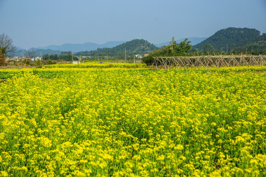 油菜花