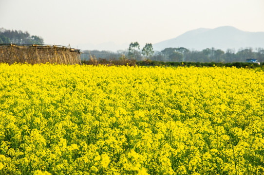 油菜花