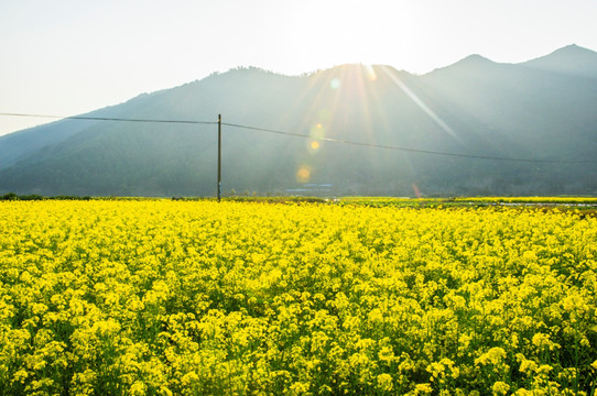 油菜花