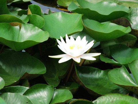 莲花