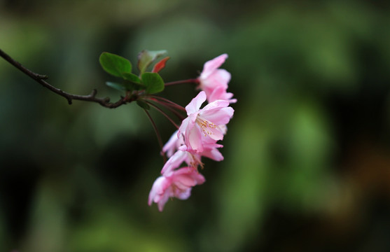 垂丝海棠