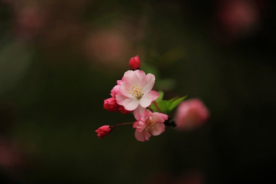 垂丝海棠