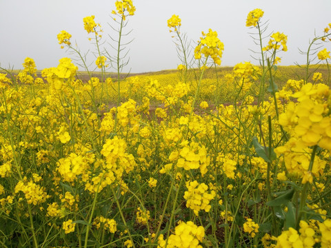 油菜花