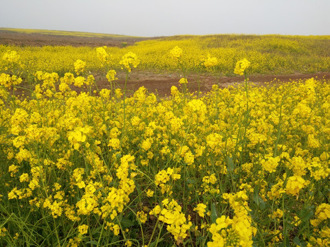油菜花