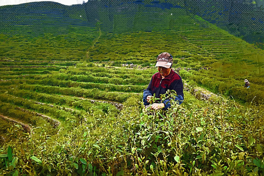 乡村油画