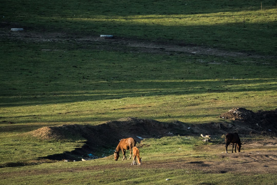喀纳斯高山草甸牧场里吃草的马