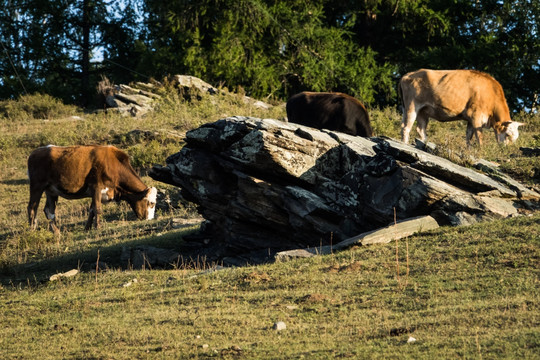 喀纳斯高山草甸牧场里吃草的牛群