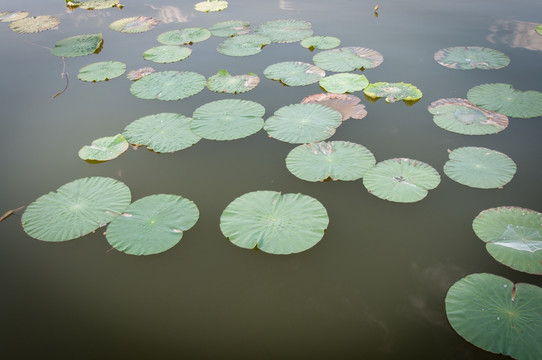 银川鸣翠湖