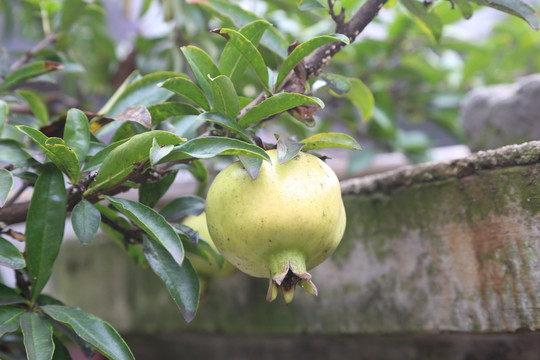 石榴树