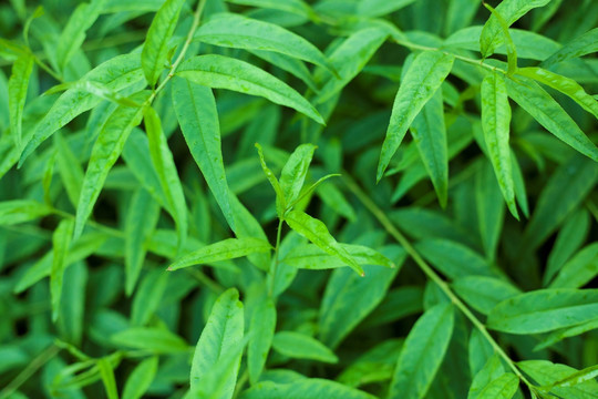 绿色植物背景墙